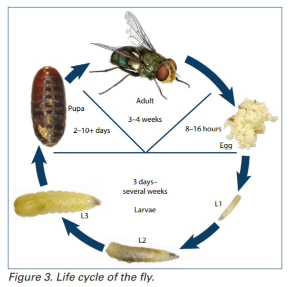 Fly Management Surveillance and control The Poultry Site